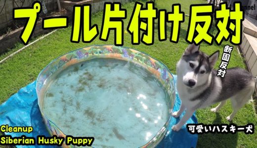 プールを片づけないで欲しいハスキー犬 Husky Puppy