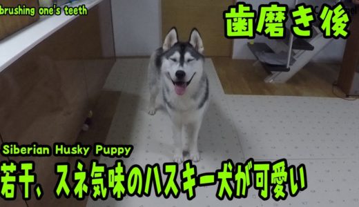 歯磨き後は若干拗ね気味のハスキー犬が可愛い Husky Puppy