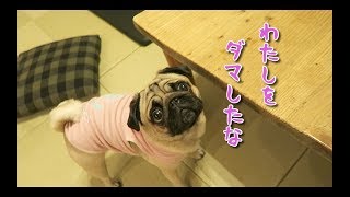 ありえない勘違いをかますパグ犬ぷぅ pug foodie