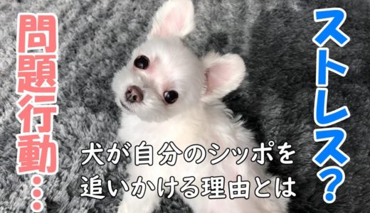 【マルチーズわたまる】犬が自分のシッポを追いかける理由とは（Maltese Dog）