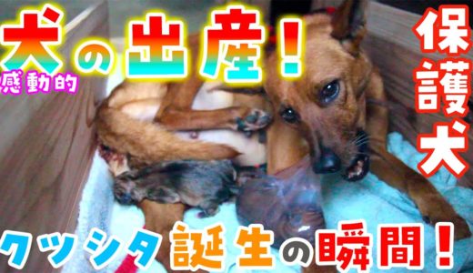 【犬の出産】仔犬誕生の瞬間！保護犬ルナから子犬が９匹も産まれた日！【The dog giving birth to nine puppies】