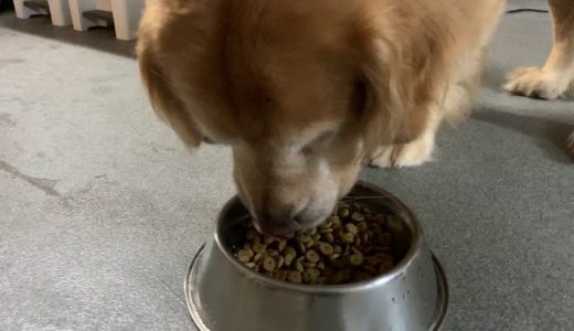 食事中の大型犬の口に指を突っ込んでみる！