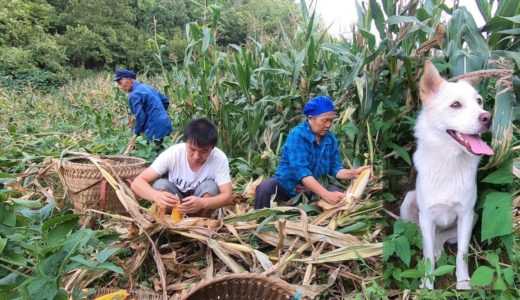 主人上山收玉米，農村田園犬再熱也要陪伴主人，等著主人一起回家