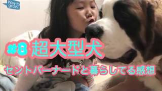 #8 セントバーナードと暮らしてる感想【超大型犬】