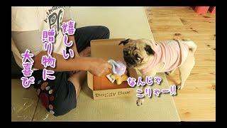 オモチャとおやつが詰まったDoggyBoxをもらって喜ぶパグ犬ぷぅ pug