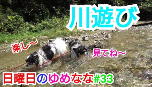 日曜日のゆめなな#33 チワワと川遊び 犬と川遊びChihuahua Cute dog 吉娃娃