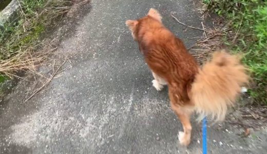 犬突猛進