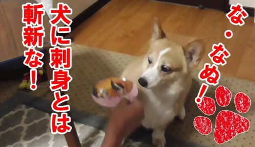 おやつに鯛を食べる贅沢な犬【後編】（コーギーチロ）