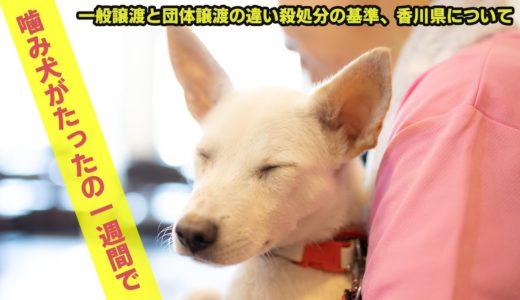 噛み犬がたった一週間で…殺処分の基準についてA biting dog in just one week ...