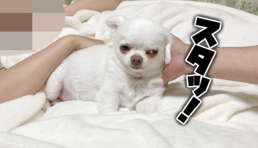 撫でるとすぐゴロンする犬を支えてみたらどうする？阻止されるチワワのコハク