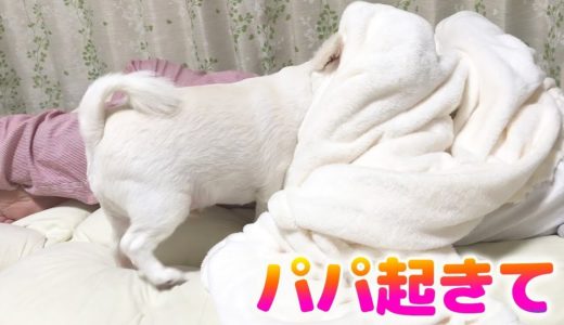 「パパ起きて！」一生懸命起こそうとする犬が可愛いすぎる♥チワワのコハク