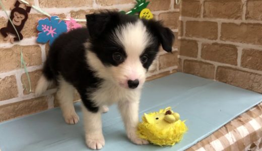 【No.104777ボーダーコリー♂】ペットショップ犬の家猫の里碧南店