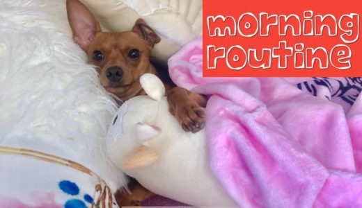 モーニングルーティーン犬ver【ミニピン dog's morning routine】