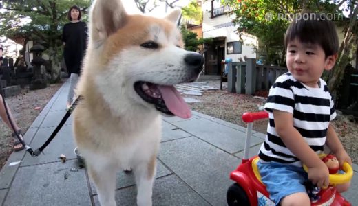 秋田犬「虎丸」と仲良し3人きょうだい／秋田 | nippon.com