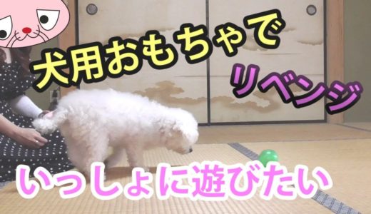 【老犬トイプードル】愛犬におもちゃを与えてみた第二弾【面白い,かわいい,犬との遊び方】