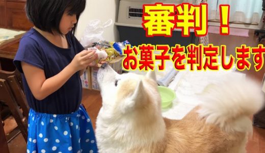 全国銘菓食べ比べ！秋田犬の厳しい審判が・ひよこ菓子の挑戦snack for dogs