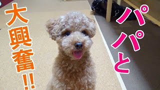 新しいプレゼントに犬とパパが大興奮で楽しかったw【トイプードル】