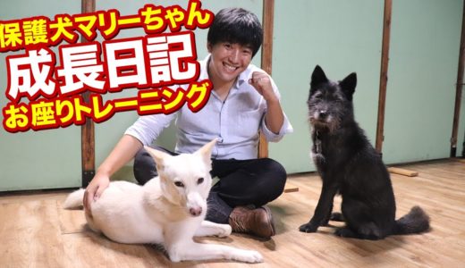 保護犬マリーちゃんトレーニング開始しました！【保護犬マリーちゃんの成長日記】