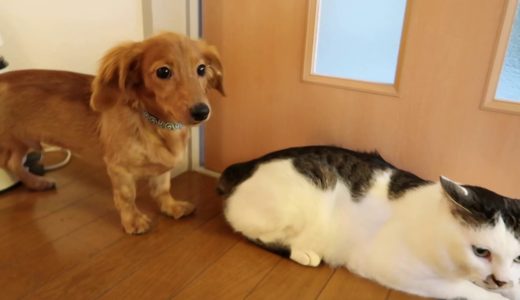 猫が好き過ぎて食べたくなっちゃう犬