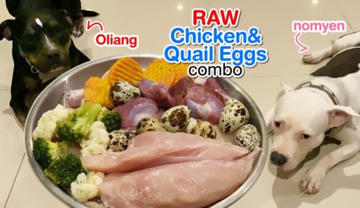 Pit Bulls eat RAW 8 Quail Eggs&Chicken combo [ASMR] | BARF | MUKBANG 犬が生の肉を食べる