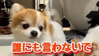 お尻丸見えだよと言われ「ハッ！」と我に返るシニア犬チワワ