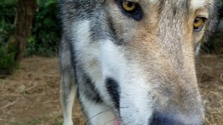 狼犬がカラダを擦り付ける理由とは…