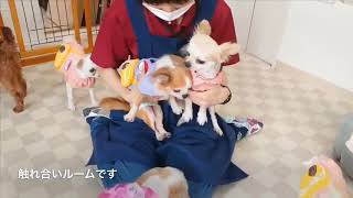 8月2日の保護犬の様子