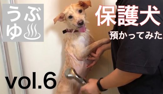 【保護犬預かってみた】推定2歳、産まれて初めてのシャワー。【15日目】