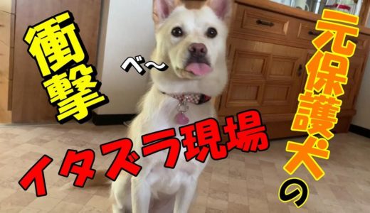 元保護犬のお留守番を盗撮！その２　前回の動画には衝撃の続きがあった・・・