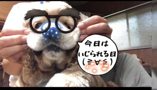 雨の日は犬いじり^_^Aコッカー石松くん  Dog messing on rainy days