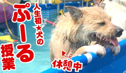 犬が入れるプールで本気を出した結果がこちらです…