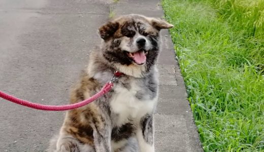 【秋田犬龍】自由に休むのだ～😋