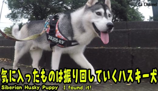 気に入った物は振り回していくハスキー犬 Husky Puppy