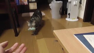 猫　犬化？　投げたものを持ってくる猫　【ねこ cat】