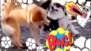 （ドッグラン）コーギーちゃんを 遊びに誘うけど負ける犬💕柴犬もみさん　Shiba Inu Momisan loses with dog-run professional wrestling