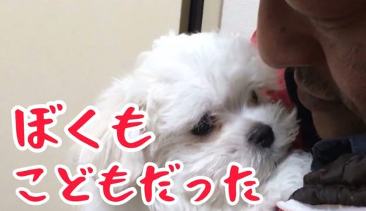 新入りちびっ子猫兄弟に翻弄されっぱなしの犬チーム。ちゅーぶくん危うし！