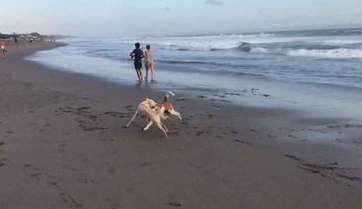 食べることよりも散歩が大好きバリ犬まんじゅ