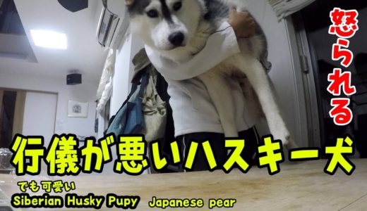 行儀が悪いハスキー犬がおもしろい Husky Puppy