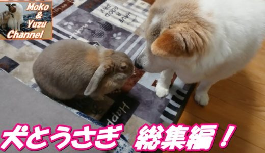 うさぎと犬の可愛いハイライトシーン　パートⅠ（モコ&くぅ）Rabbit and dog cute highlight scene Part Ⅰ