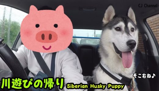 車に乗って満足してるハスキー犬がかわいい　川遊びの帰り Husky Puppy