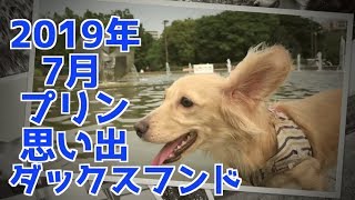 【思い出】ダックスフンド犬 プリンのアルバム集（2019年7月）July 2019 Purin Memories Album Collection