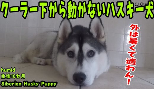 暑くて、クーラー下から動かないハスキー犬 Husky Puppy