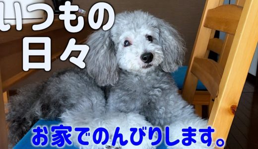 🐶戻ってきた犬の日常。今日は眠たいのでのんびり過ごします。【トイプードルのグリィ】【犬】【dog】【toy poodle】