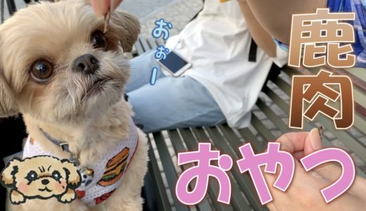 【犬旅】愛犬とお出かけ♪ 初めての鹿肉おやつ - Dog Eating Jerky -【チワワ×シーズー】