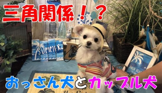 【マルチーズわたまる】おっさん犬と若いカップル犬☆（Maltese Dog）