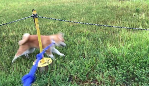 秋田犬　天・アキラの朝散歩