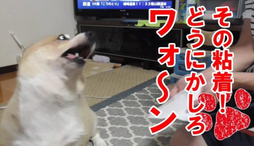 うっとうしいホイホイに腹立つ犬！【コーギーチロ】コロコロの粘着が苛立つ！