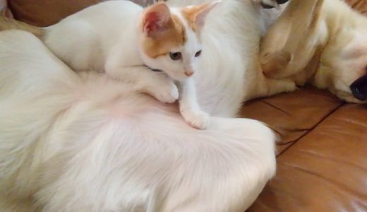 犬と仔猫のお昼寝