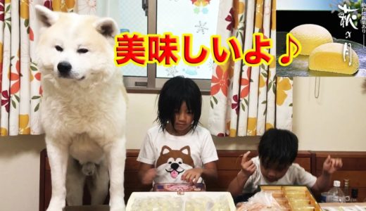 秋田犬・好き好き萩の月.夏バテも解消♪This souvenir is famous