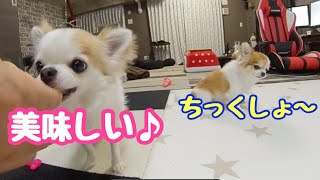 久しぶりに大好物登場で少しでも先住犬より多く食べようとするチワワ